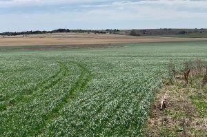 El Real Estate rural, ese rubro clave y cotidiano que aporta alimentos y suma negocios